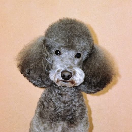 A poodle with a freshly clipped coat
