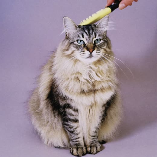 A long-haired cat with a freshly brushed coat